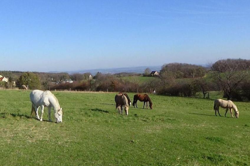 Wohnung mit Terrasse im sanierten Fachwerkhof - foto 18