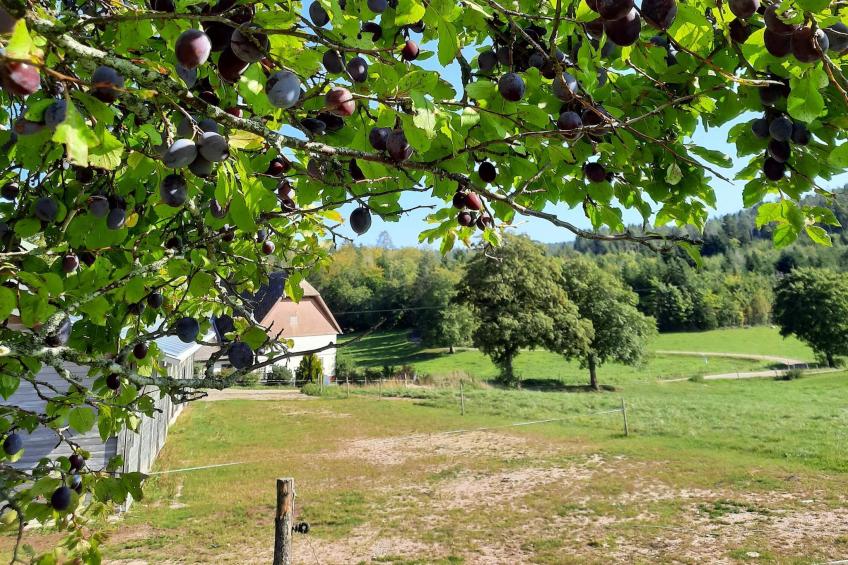 Zuckerbauernhof Weideblick - foto 27