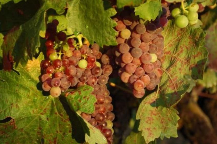 "Haus der Olivenbäume" - foto 28