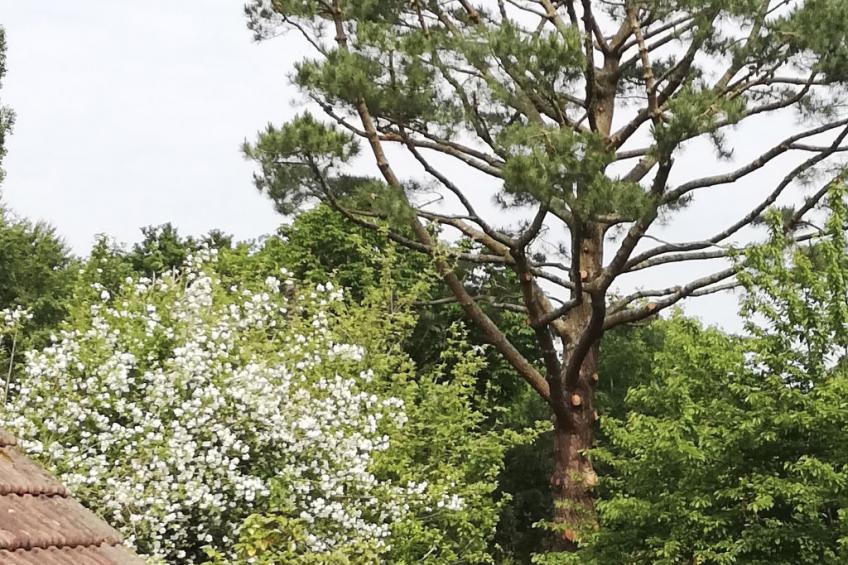 Haus auf der Halbinsel Plougastel - foto 15