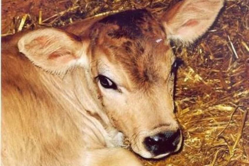 Bauernhof ufem Berg - foto 11