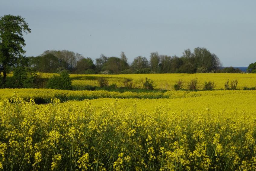 Geltinger Birk - foto 36