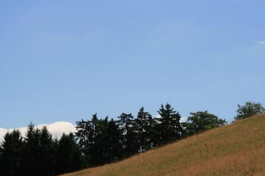 Eifelcottage Wildvogel - foto 26