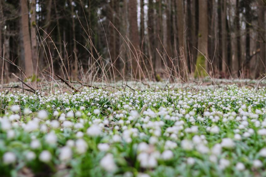 Švýcarka - foto 45