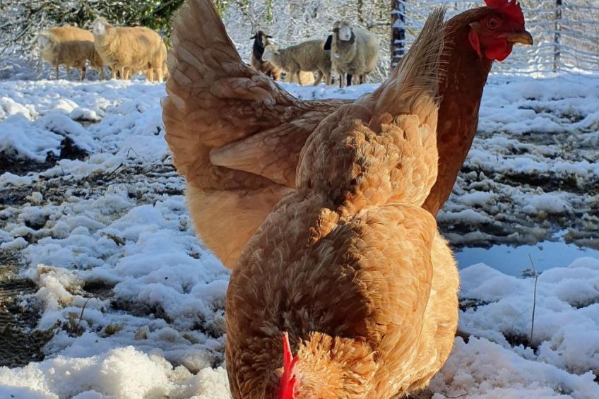 Appartement Apollo in der Wohlfühloase am Trausdorfberg mit Sauna Whirlpoolnutz - foto 28