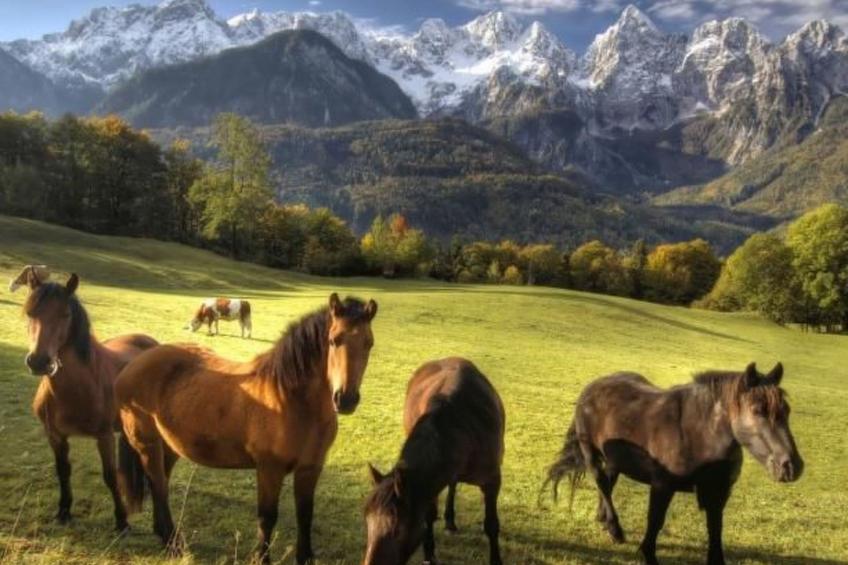 Tolle Ferienwohnung in Zasip mit Parkplatz - foto 49