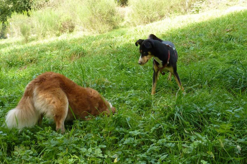 Holz-Blockhaus für vier Personen mit Terrasse - foto 17