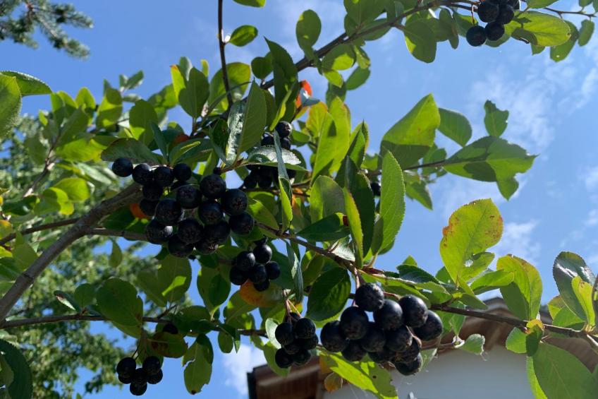 Chalet "Rennweg 114" mit Sauna - foto 63