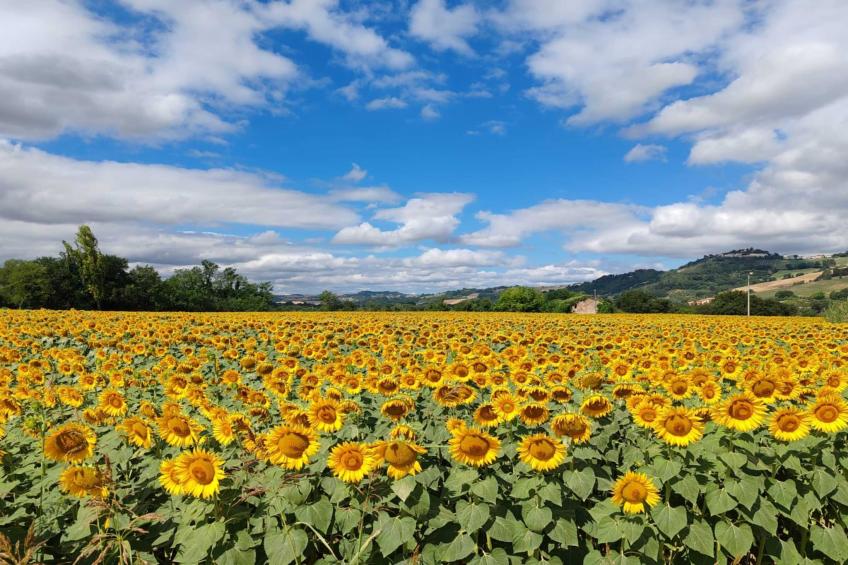 La Cantinaia Cova - foto 16