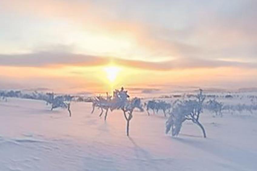 Karetörmä - foto 56