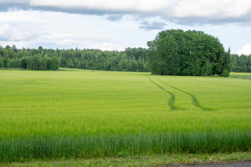 Aurinko vanaja - foto 42