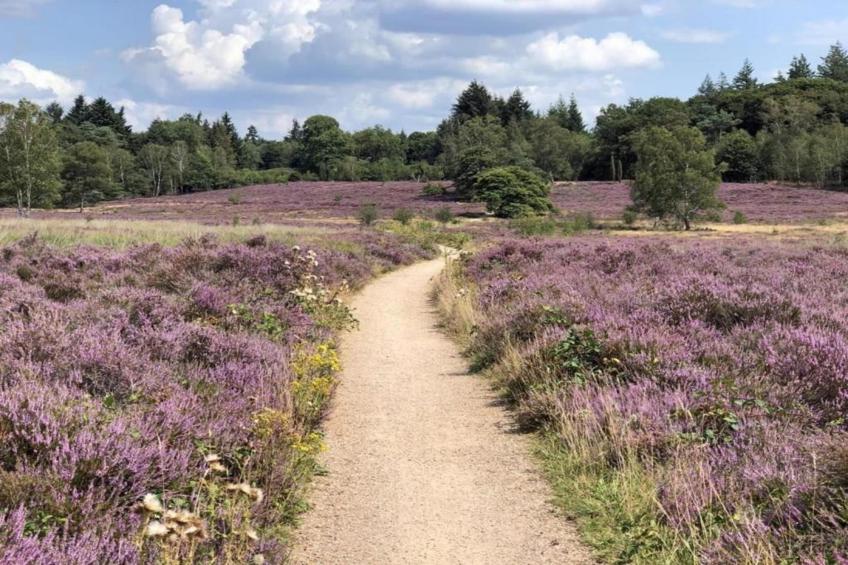 De Veluwse Hoevegaerde 5 - foto 18