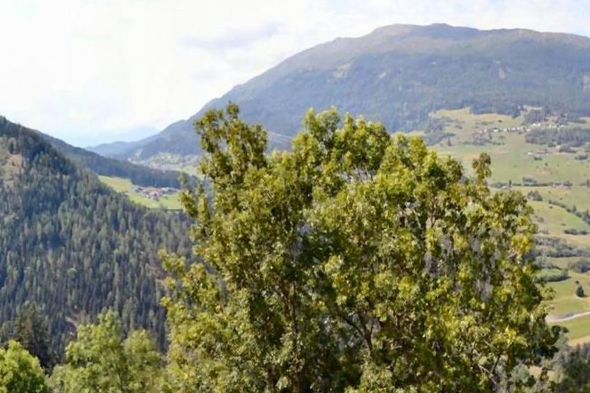 Haus Tauber - foto 26