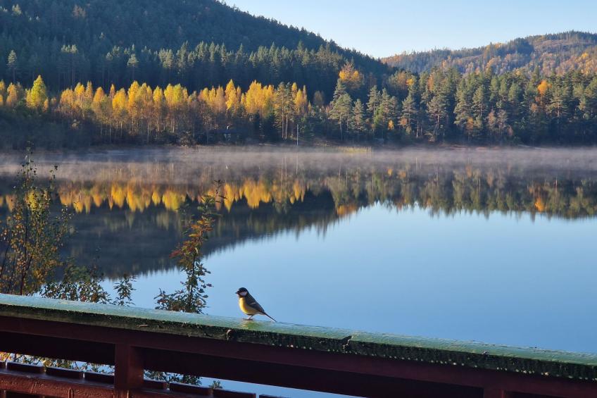 Midtholmen (SOW726) - foto 21