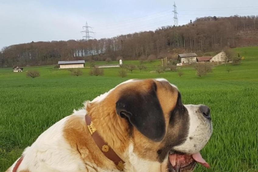 Chalet Staufenhof - foto 27