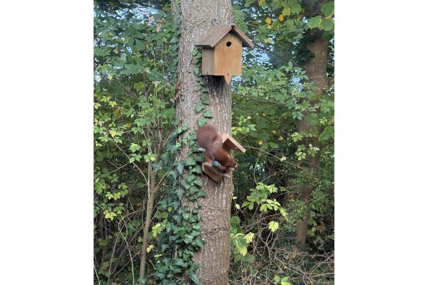 Chalet de Blauwe regen - foto 29