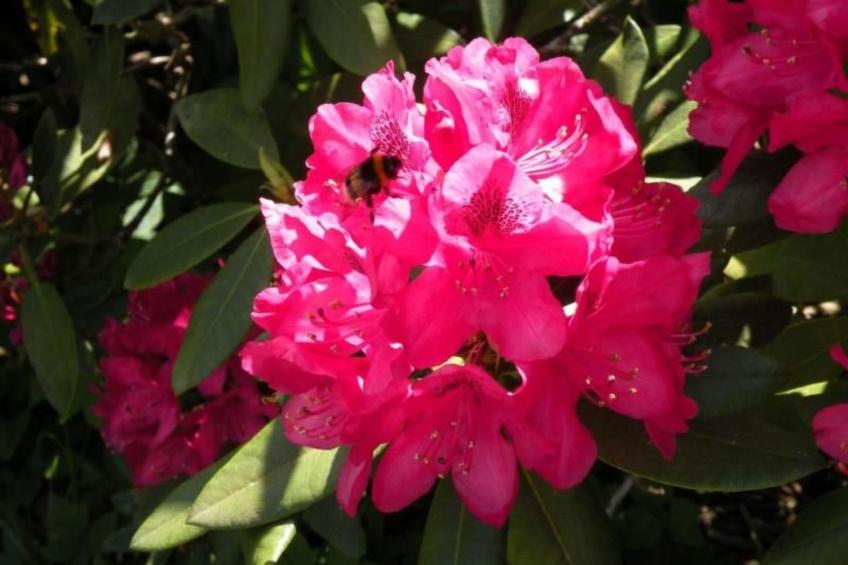 Altes Pastorenhus - foto 19