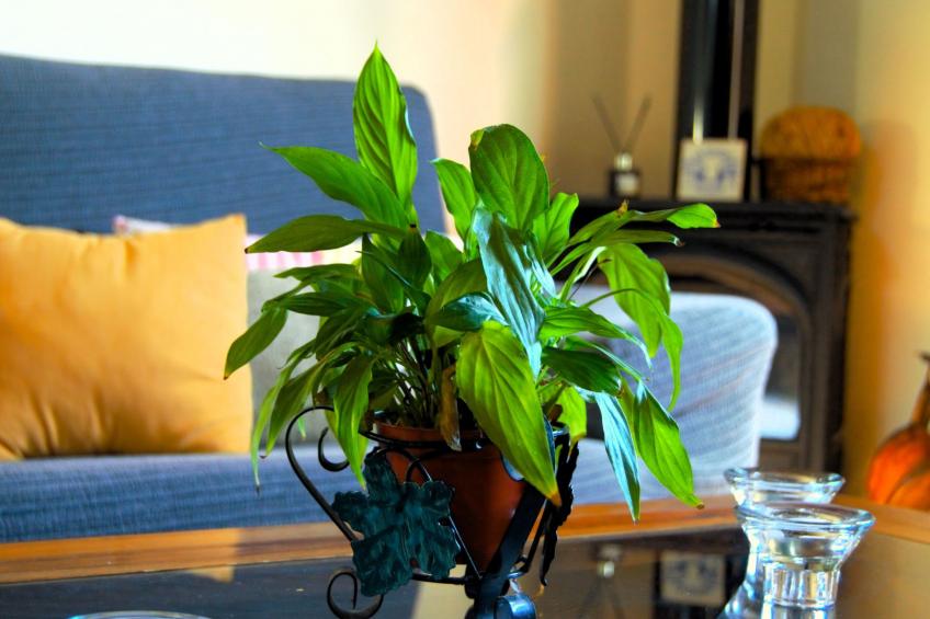 mit Schwimmbad nur für Erwachsene - foto 23