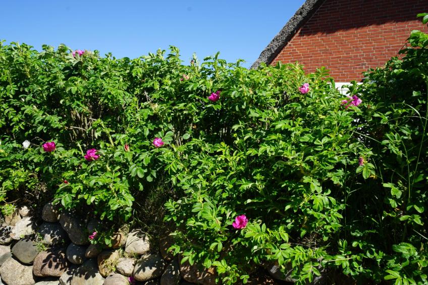 Dikstig - D8R - in Kampen auf Sylt - foto 14