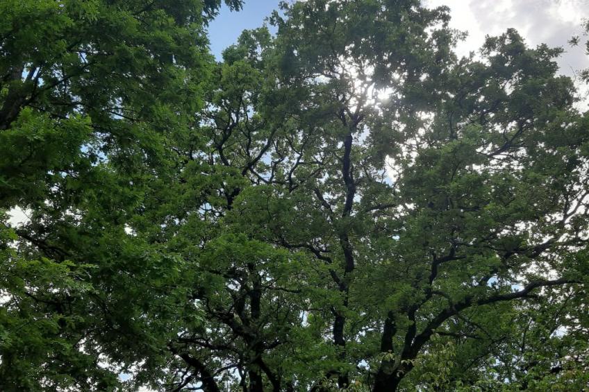 Romantische Villa mit weitläufigem Garten - foto 47