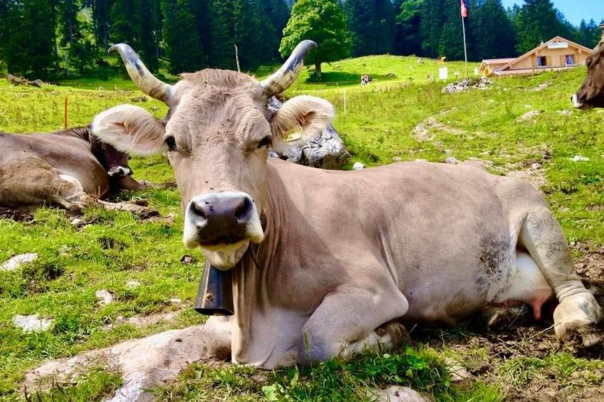 Brunni-Alpthal direkt an den Mythen-Bergen - foto 37