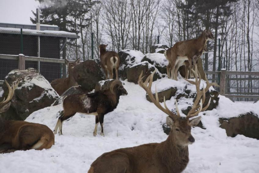 Hotel Harzhaus - Ferienhaus 4 - foto 21
