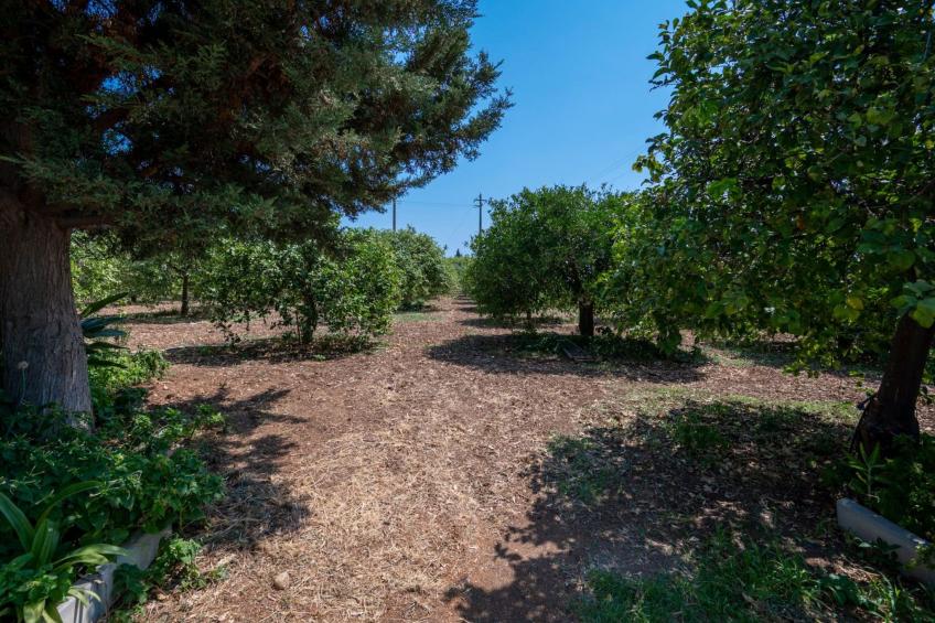 Der Zitronenhain von Nonno Corrado - foto 13