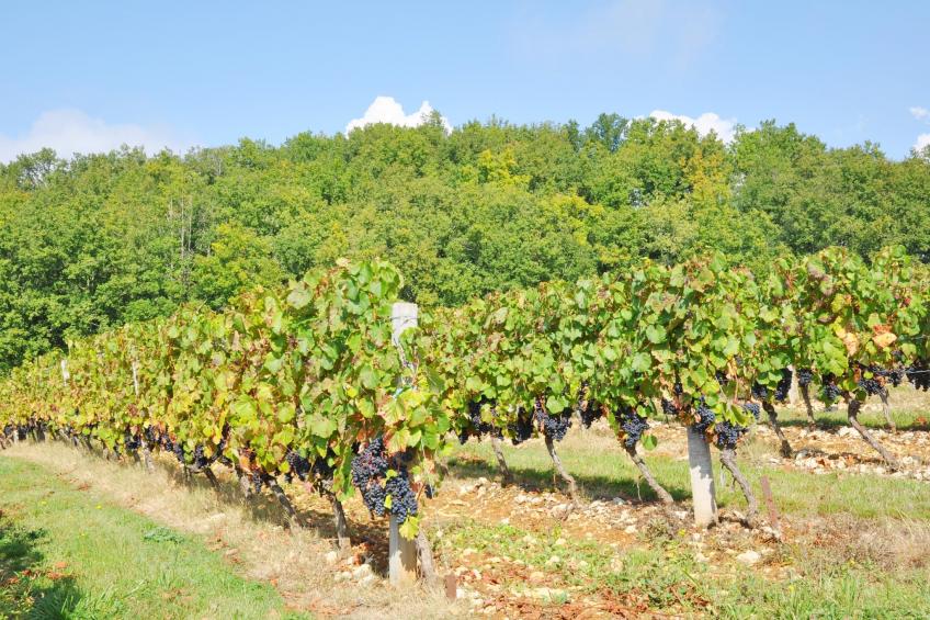 Villa Le Houga - foto 40