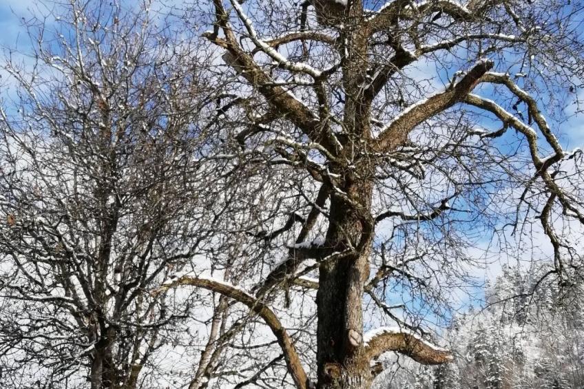 Emmental Ferien - foto 5