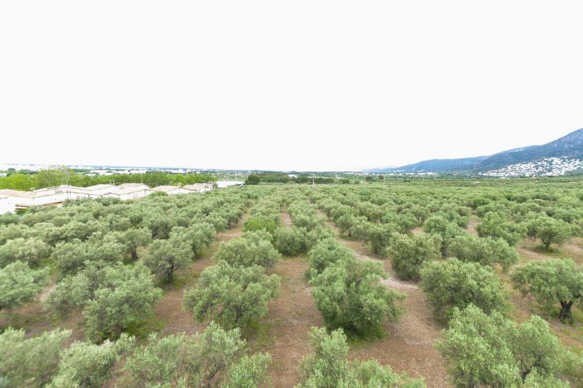 1141 MAS OLIVA con Piscina - foto 23