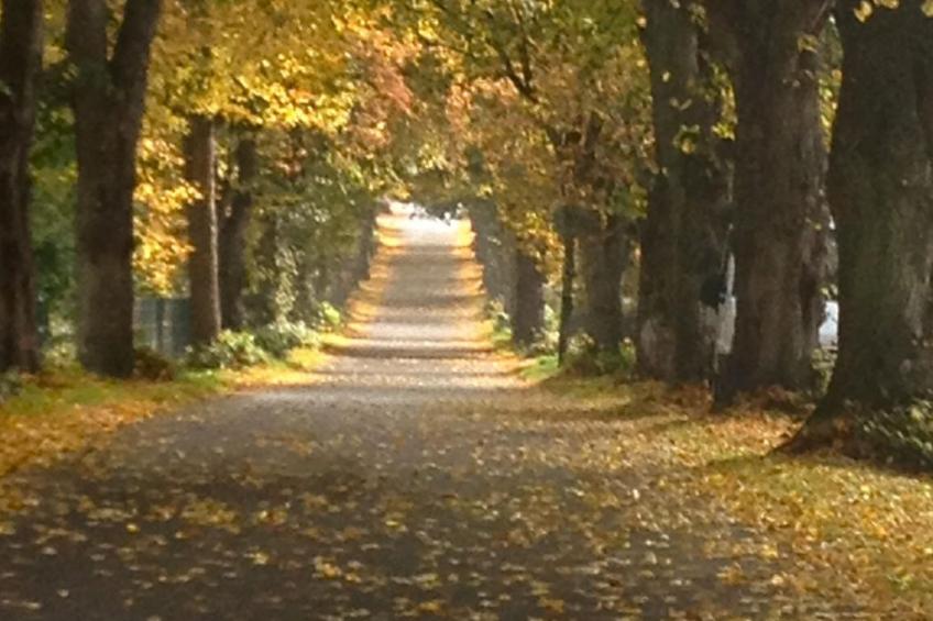 in Patzig mit Großer Terrasse - foto 11