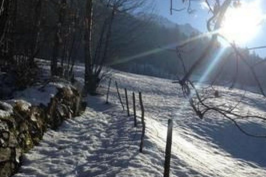 Flädermuus - foto 17