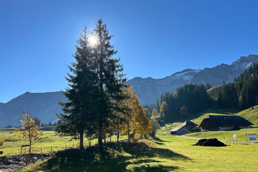 Wohnung Hirschi - foto 31