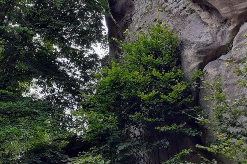 in natürlicher Umgebung - foto 38