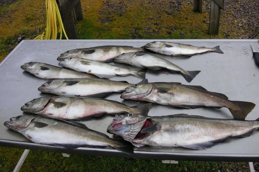 mit Blick auf das Wasser - foto 17