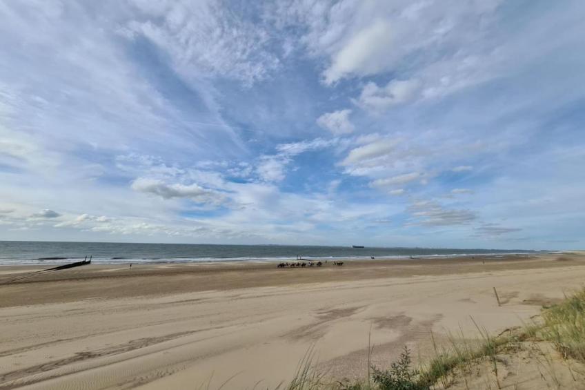 Schoneveld 146 Zeemeeuw Breskens - foto 33