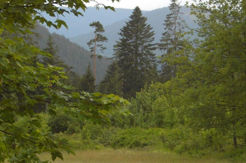 Landhaus Graf - foto 24