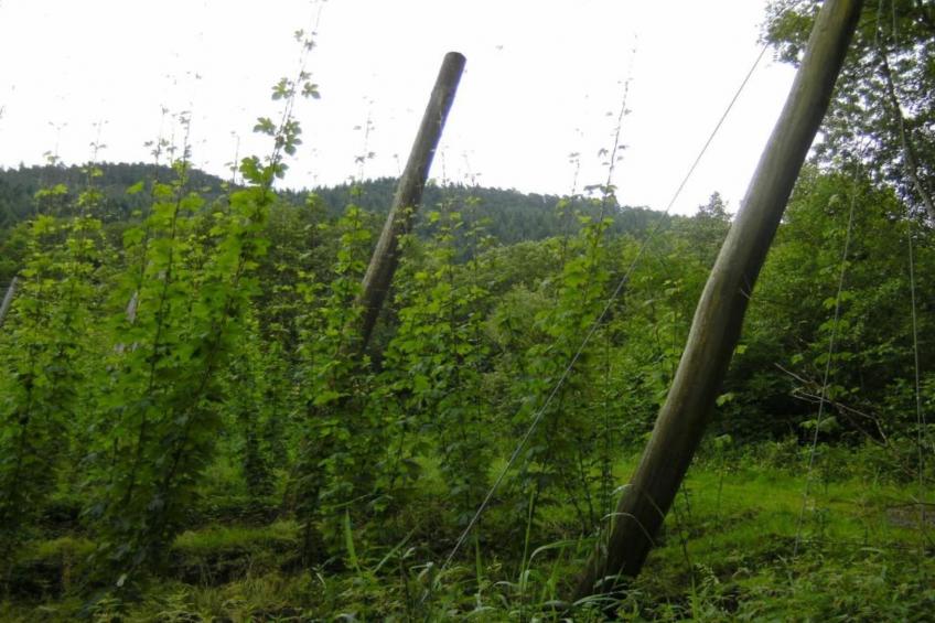 Resort Echternacherbrück 1 - foto 31