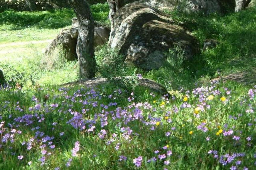Das Cortijo auf der Finca al-manzil - foto 24