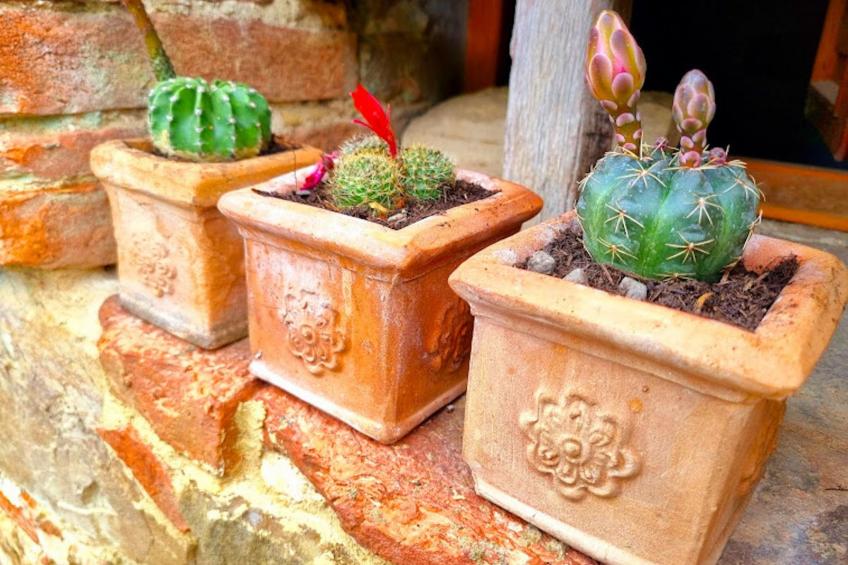 Podere Mencoini Elegante Villa mit Pool und Olivenbäumen - foto 24