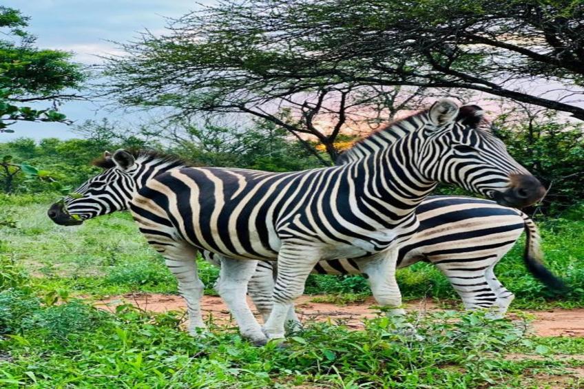 Villa Monkey House nr 1274 - foto 38