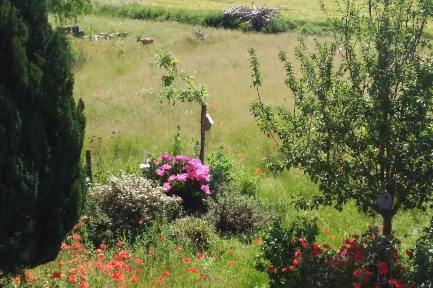 Schmetterling - foto 29