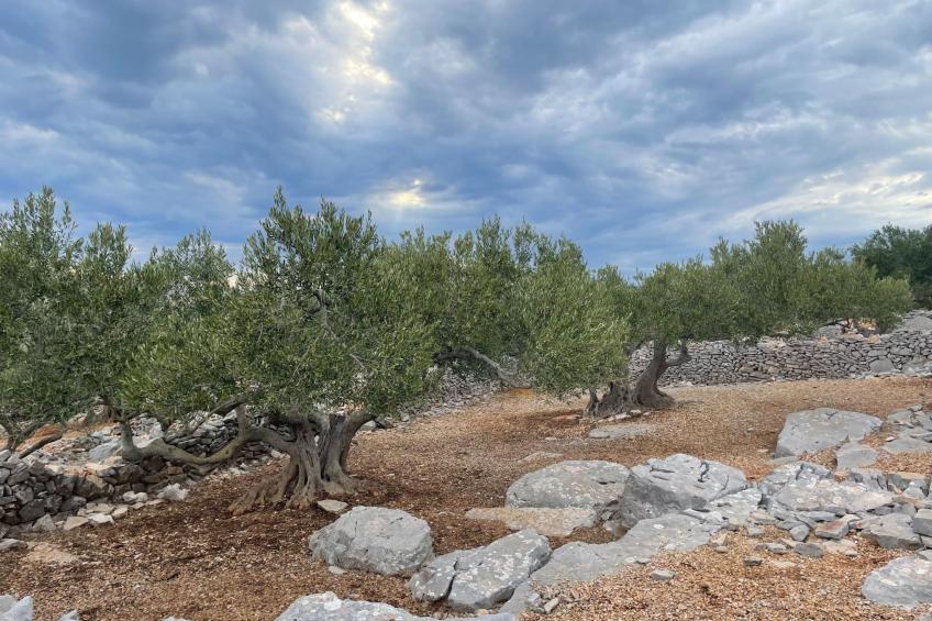 Strandhaus Danica - Ferienanlage Bain, Žut - Kornati - foto 41