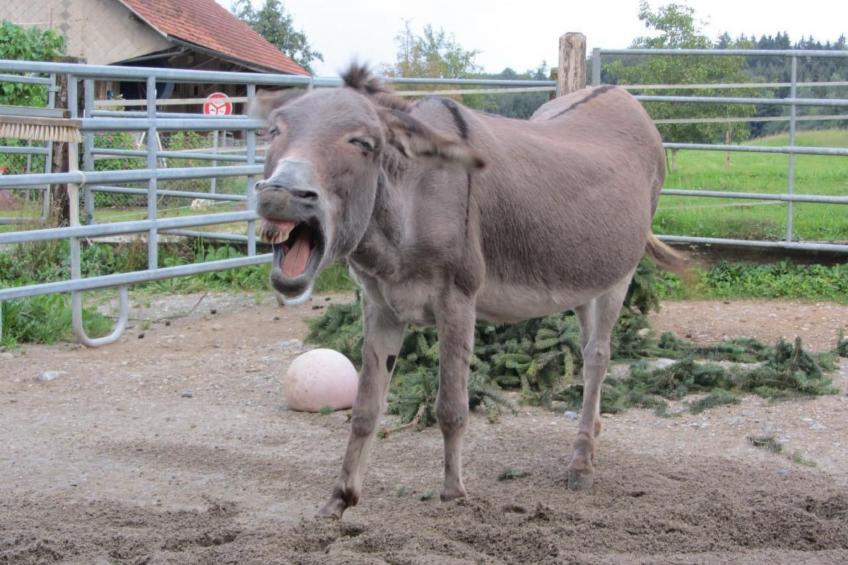 Tieroase Grünegg - foto 11