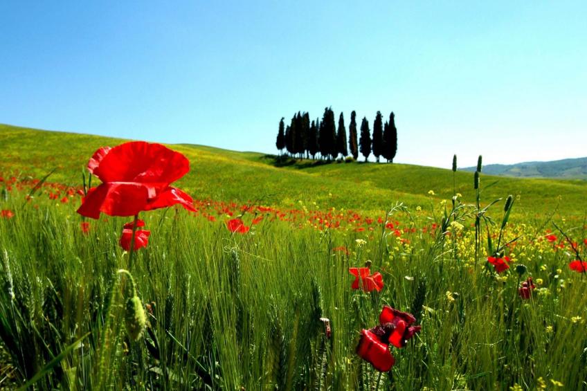 Apartment Rosa Canina (Wilde Rose) - foto 23