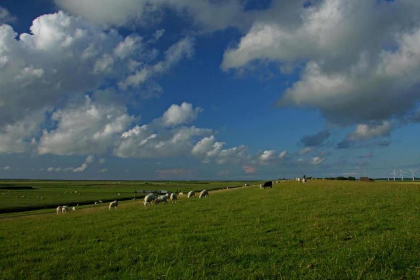 Bargereed 90 - foto 31