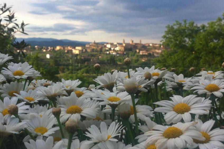 Wohnung in Monte San Savino mit Großem Grill - foto 12