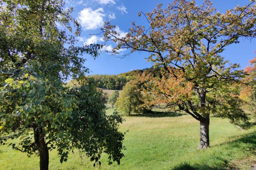 in Holzhausen mit Grill und Terrasse - foto 18