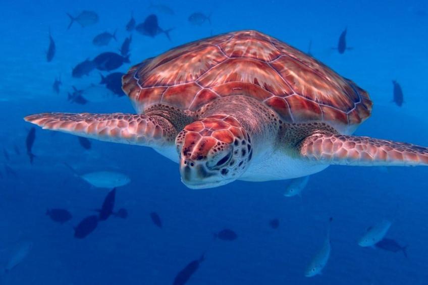 Wohnung in Cas Grandi mit Schönem gemeinsamem Pool - foto 31