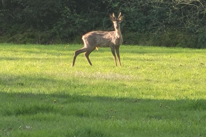 Renoviertes Ferienhaus in der Nähe von Cabourg-Deauville-Lisieux - foto 30